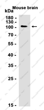Recombinant CD166 Monoclonal Antibody - 2