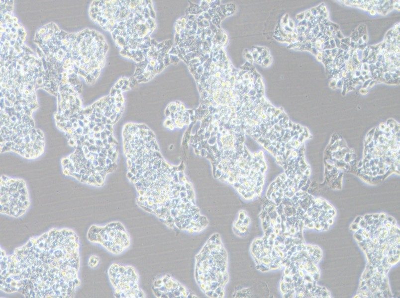 Hep G2-LUC Cell Complete Medium-searchlist-1