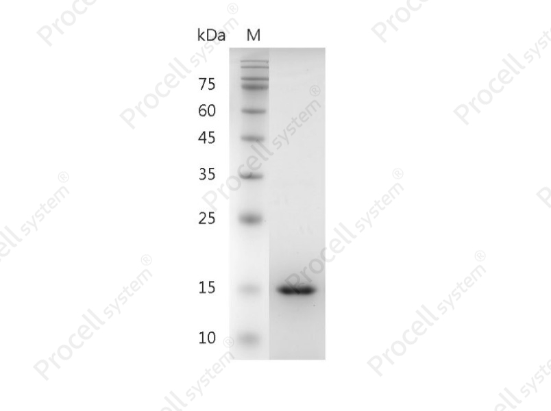 GDNF/ATF/HSCR3, Human, Recombinant