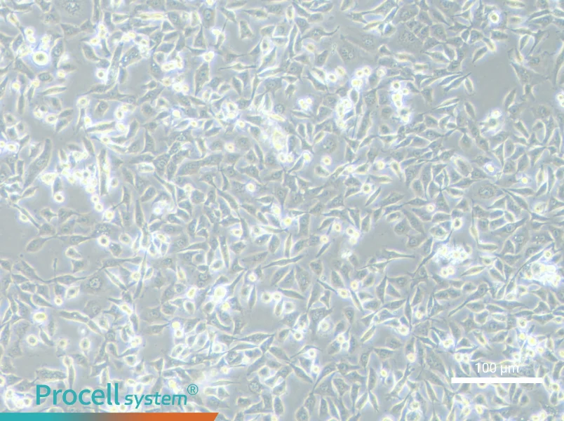 NCI-H1373 Cell Complete MediumNCI-H1373 Cell Complete Medium - 2