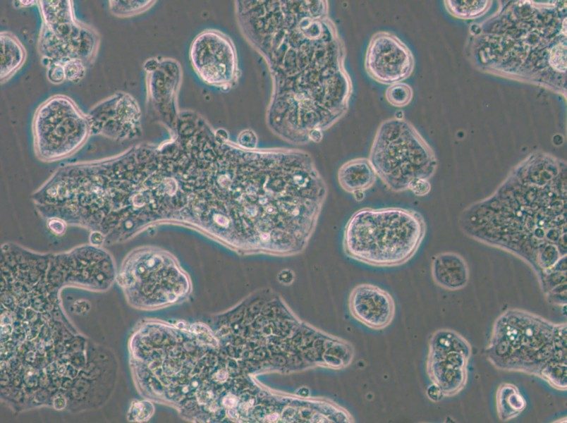 NCI-H1781 Cell Complete Medium - small - 6