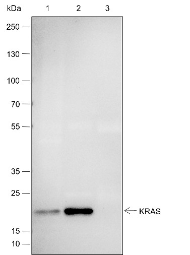 Recombinant KRAS Monoclonal Antibody - 3