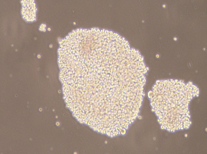 NK-92MI Cell Complete Medium - 3