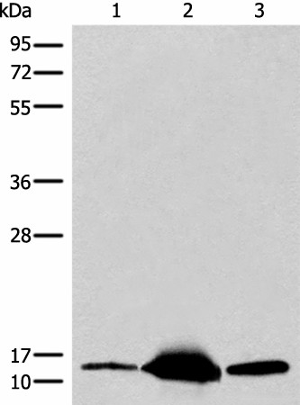 Western blot analysis of Mouse heart tissue Human heart tissue Human muscle tissue lysates  using COX6A2 Polyclonal Antibody at dilution of 1:400