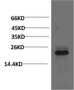 Western Blot analysis of 293T cells using Crystallin-alpha C Monoclonal Antibody at dilution of 1:2000.