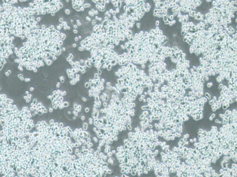 KMS-11 Cell Complete MediumKMS-11 Cell Complete Medium - 3