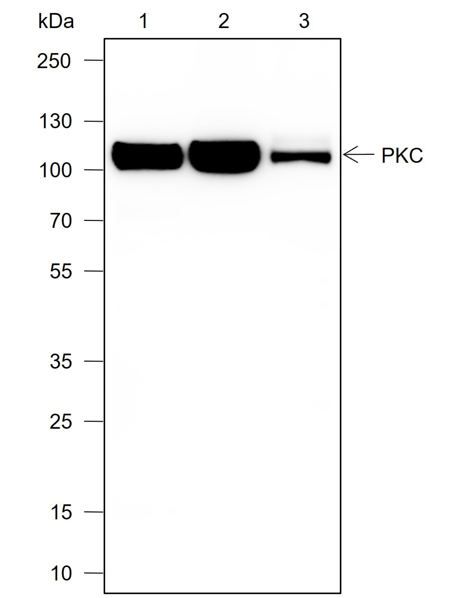 Recombinant PKC mu Monoclonal Antibody-searchlist-1