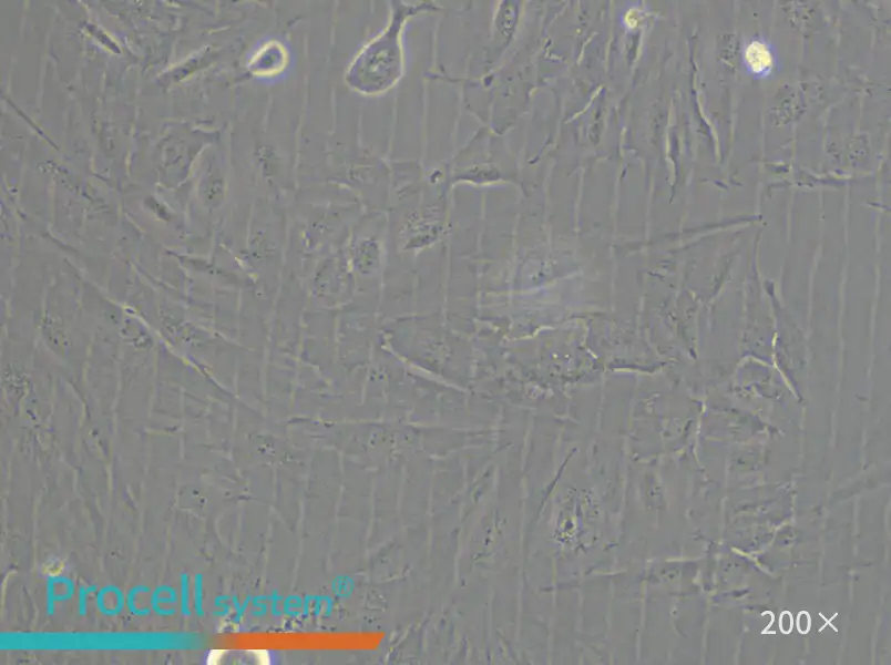 SSP-25 Cell Complete Medium - 6