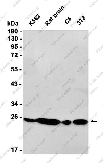 Recombinant UQCRFS1/RISP Monoclonal Antibody - 1