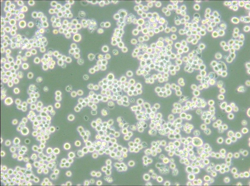 MR1 Cell Complete Medium - 6