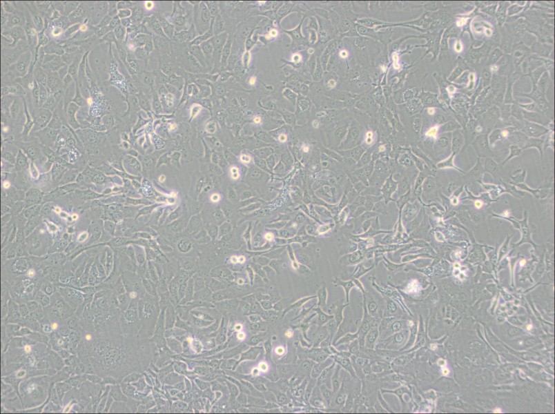 NCI-H1568 [H1568] Cell Complete Medium-searchlist-1