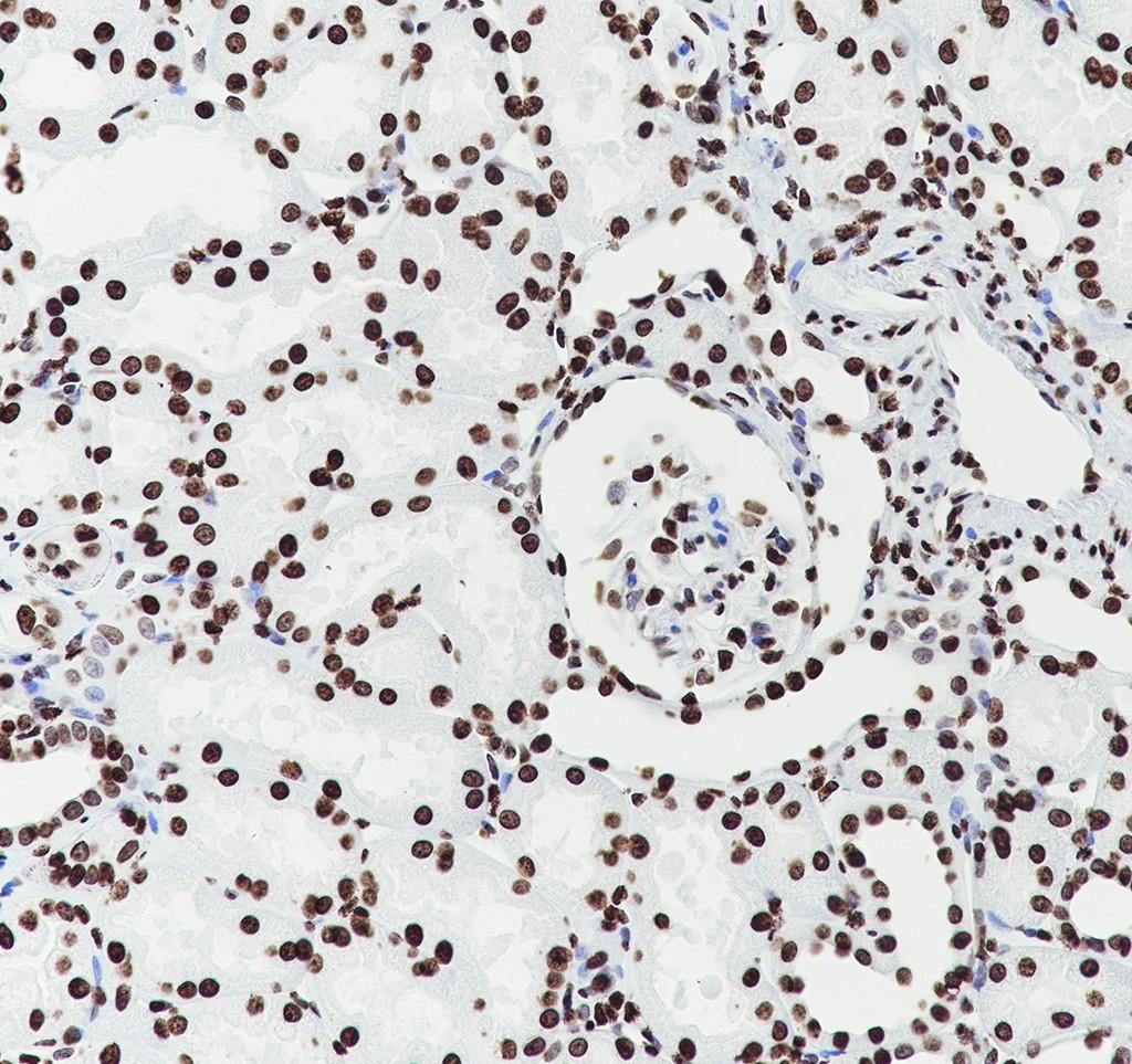 Recombinant Histone H3.3 Monoclonal Antibody - 2