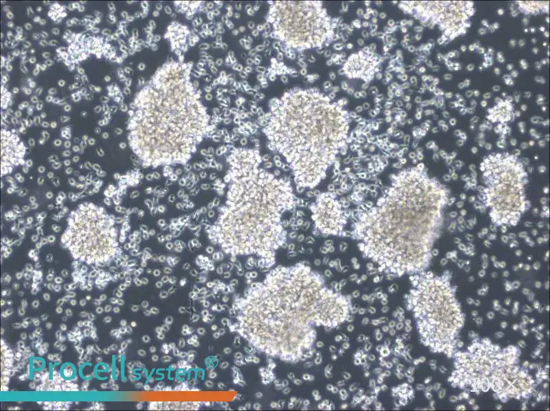 MC/CAR Cell Complete MediumMC/CAR Cell Complete Medium - 3
