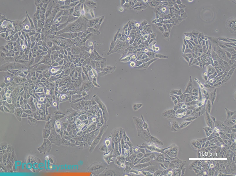 Hs 766T Cell Complete MediumHs 766T Cell Complete Medium - 3