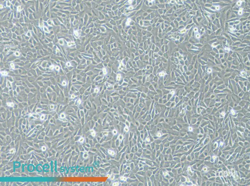 T24 [T-24] Cell Complete Medium - 2