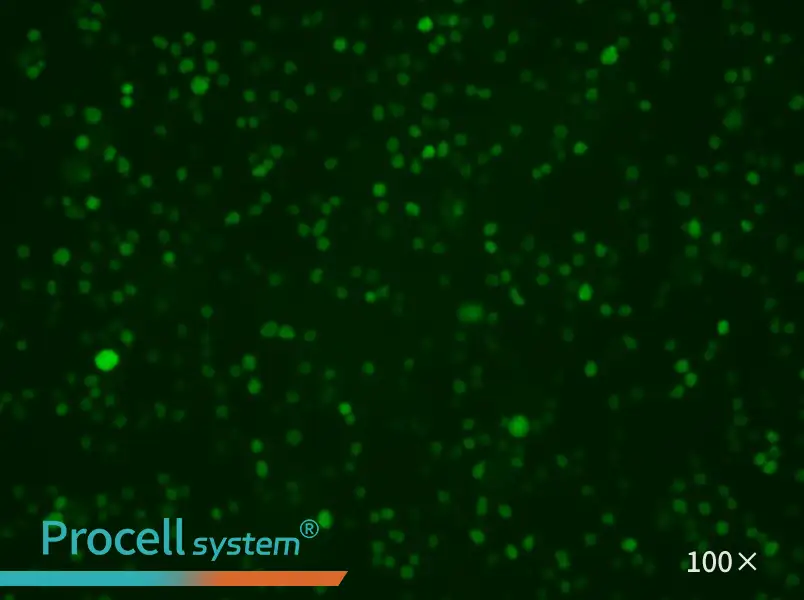 U-937-GFPU-937-GFP - 2