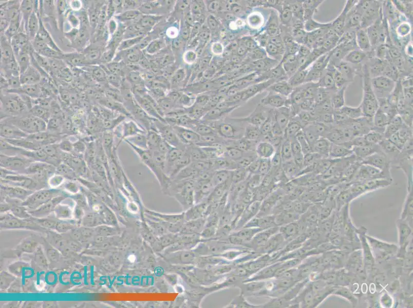 GES-1 Cell Complete Medium - small - 5