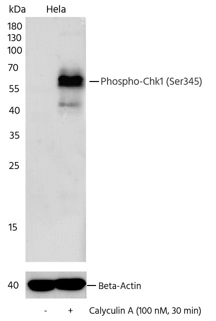 Recombinant Phospho-Chk1 (Ser345) Monoclonal Antibody-searchlist-1