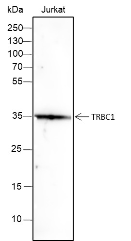 Recombinant TRBC1 Monoclonal Antibody-searchlist-1