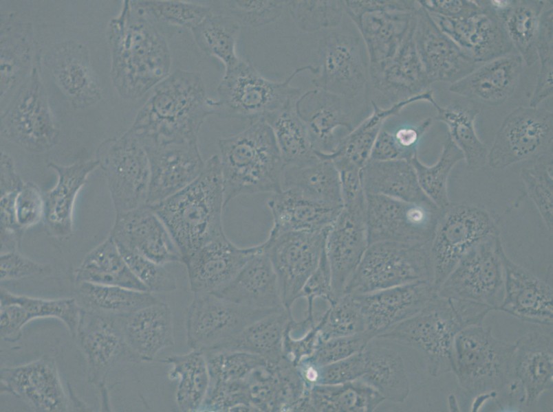 OAW42 Cell Complete Medium - 5