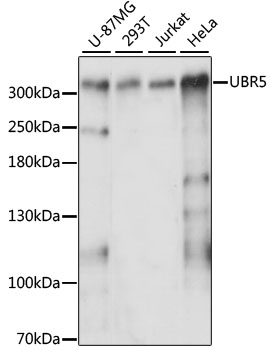 Western blot analysis of extracts of various cell lines using UBR5 Polyclonal Antibody at 1:3000 dilution.