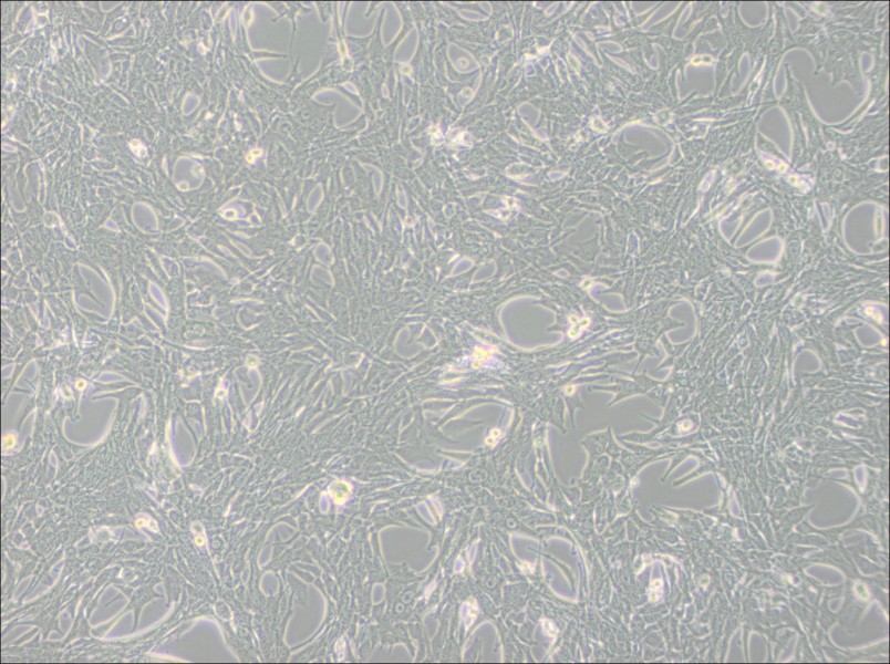 Panc02 Cell Complete MediumPanc02 Cell Complete Medium - 3