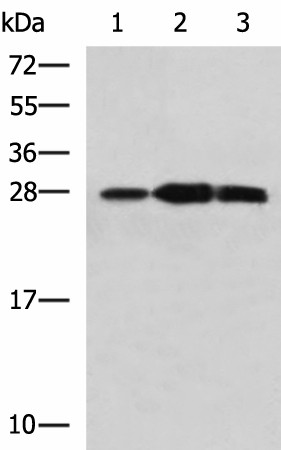 Western blot analysis of Mouse kidney tissue Raji and Jurkat cell lysates  using PLEKHF2 Polyclonal Antibody at dilution of 1:1400