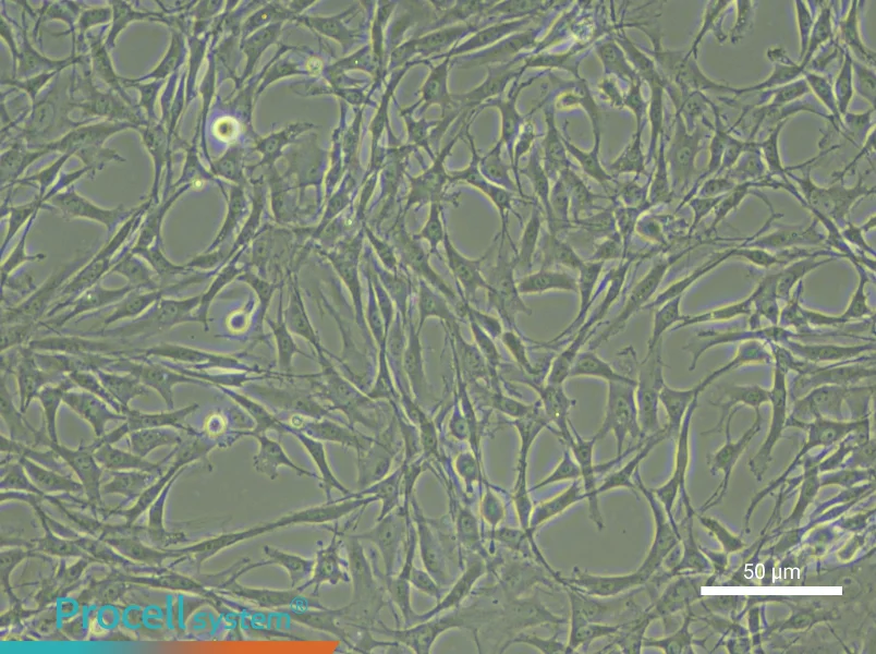 Rat Synovial Cell Complete Medium - small - 5