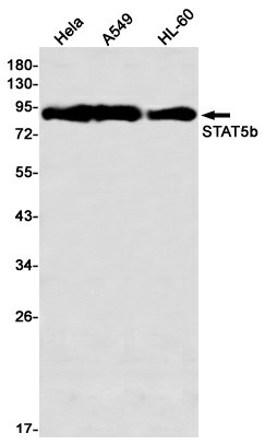 Western blot detection of STAT5b in Hela,A549,HL-60 using STAT5b Rabbit mAb(1:1000 diluted)