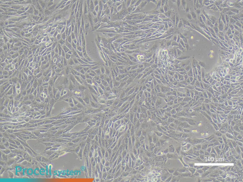 IPAM 3D4/21 Cell Complete MediumIPAM 3D4/21 Cell Complete Medium - 1