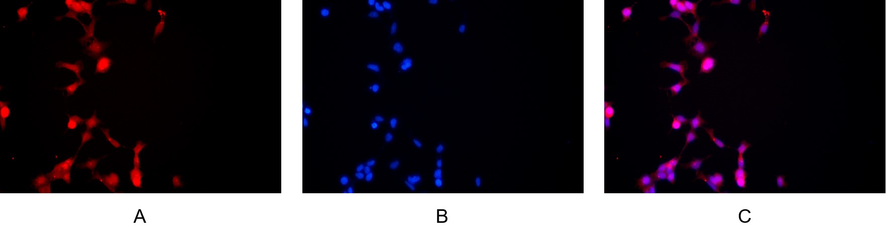 Recombinant CD14 Monoclonal Antibody - small - 5