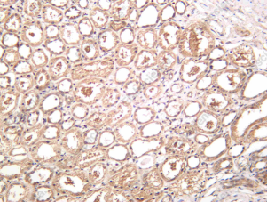 Recombinant PD-L2 Monoclonal Antibody - 1