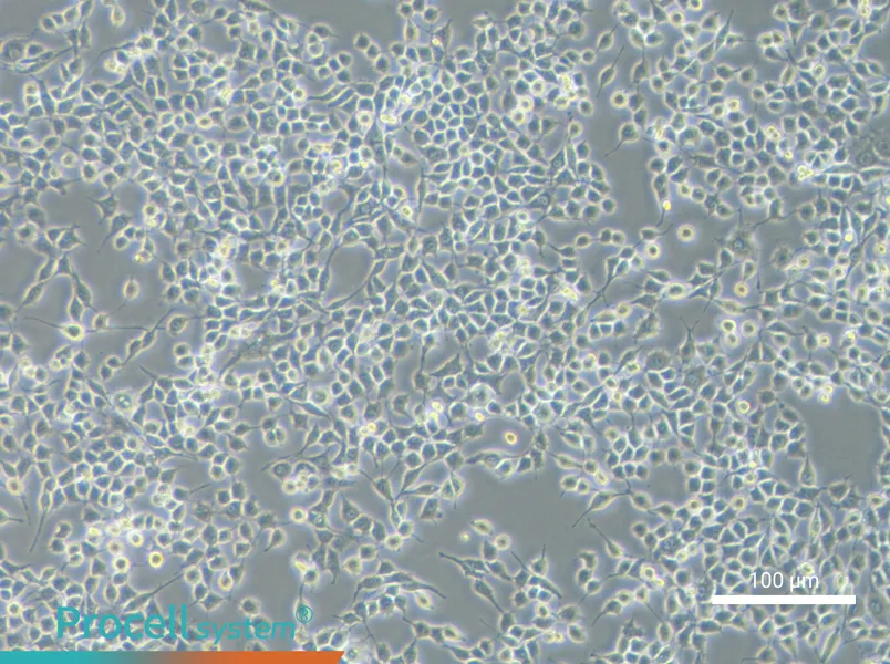 RSC96 Cell Complete Medium - 1