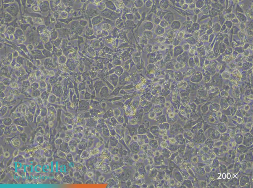 Rat Acetabular Chondrocytes Isolation and Culture Kit - small - 3