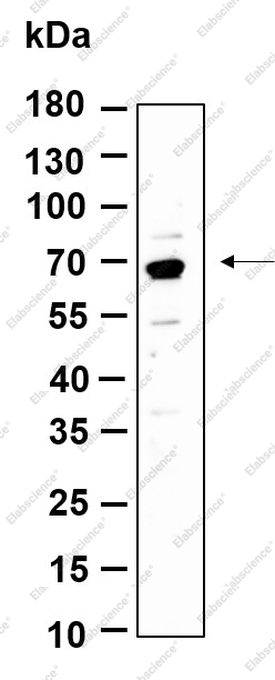 Recombinant Phospho-p70 S6 Kinase (Thr389) Monoclonal Antibody - 1