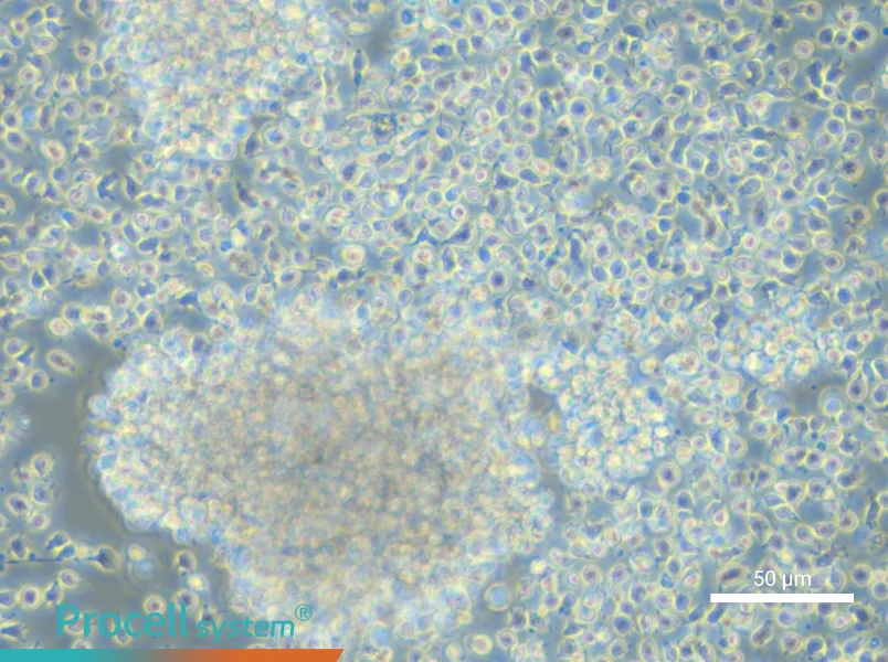 NCI-BL1437 - 6