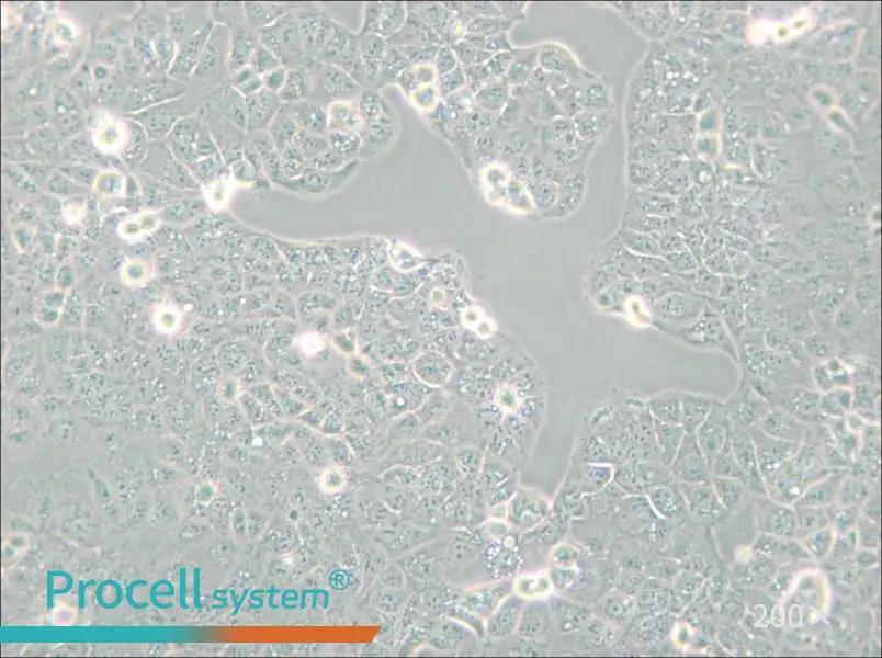 HEC-1-A Cell Complete Medium - small - 6