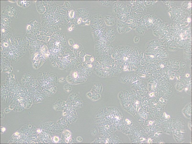 NCI-H1437 Cell Complete MediumNCI-H1437 Cell Complete Medium - 2