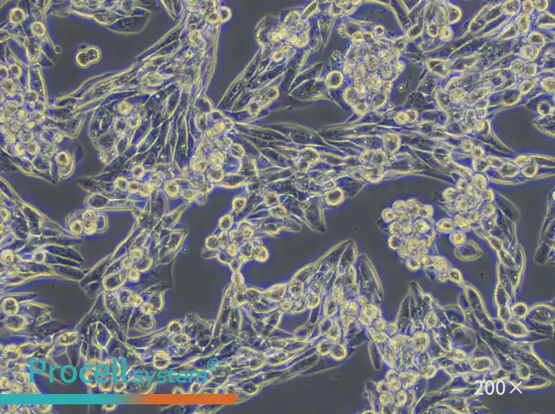 MLTC-1 Cell Complete Medium - small - 4