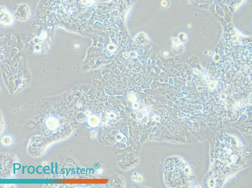 TE-14 Cell Complete Medium - 5