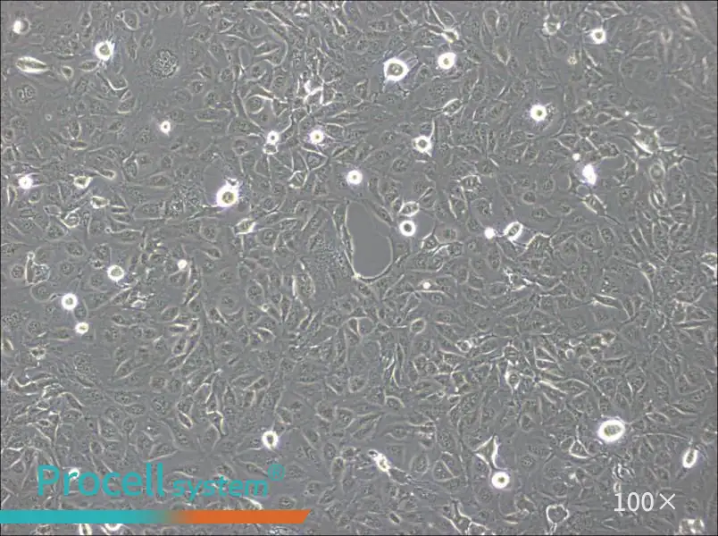 Marcus Cell Complete MediumMarcus Cell Complete Medium - 3