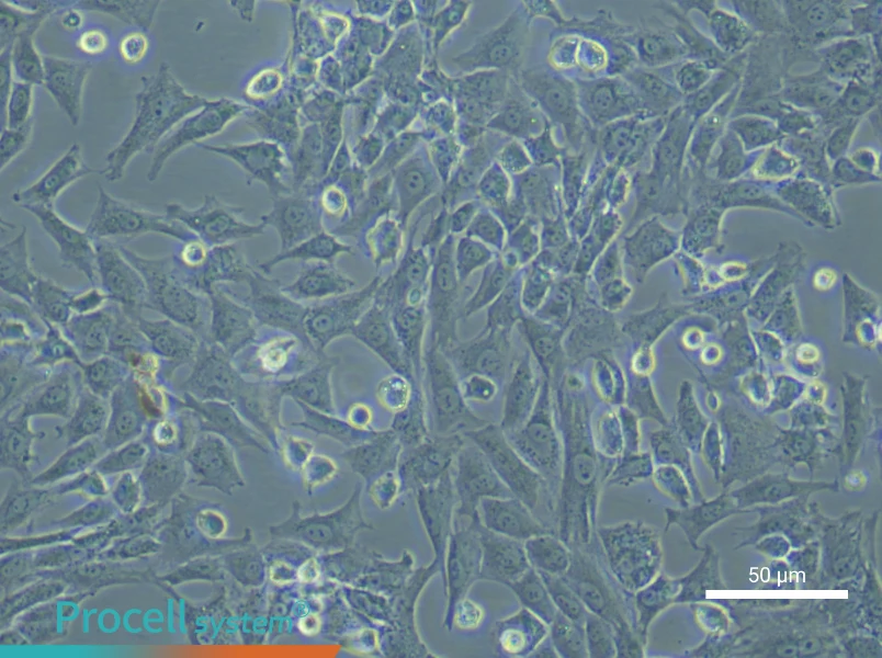 Rabbit Articular Chondrocyte Complete Medium - small - 5