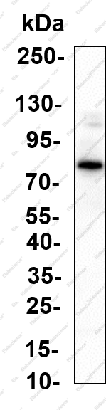 Recombinant SIRP-α1 Monoclonal Antibody - 2