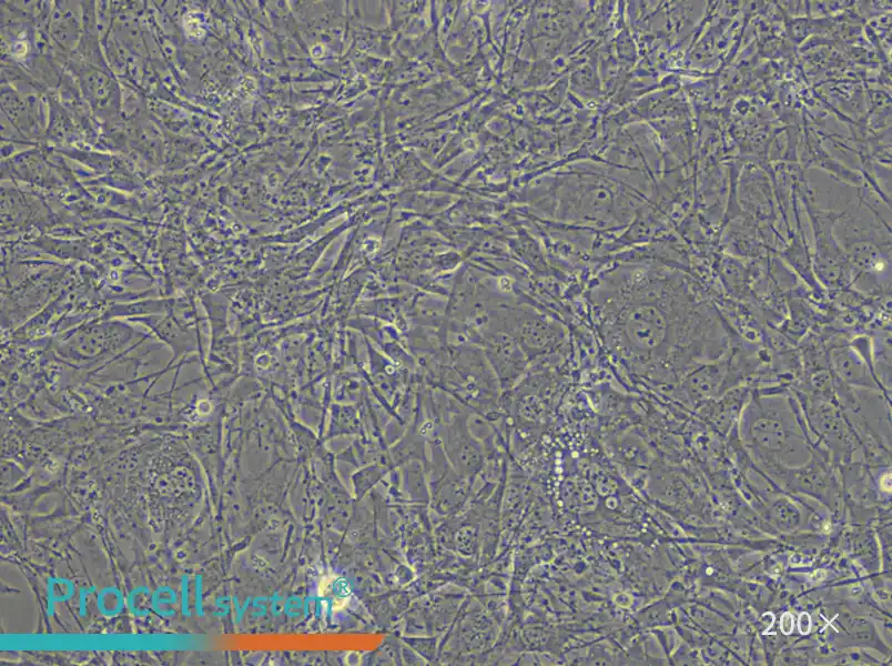 C3H/10T1/2, Clone 8 Cell Complete Medium - small - 6