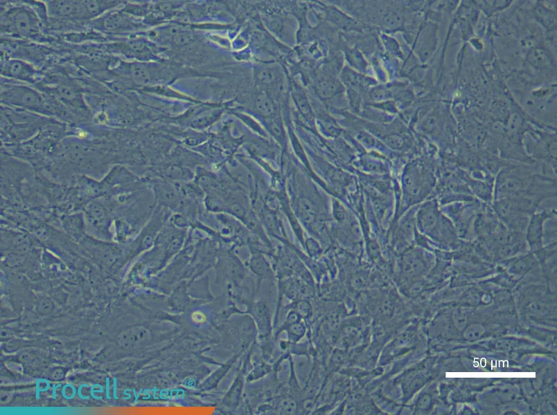 Mouse Spinal Cord Fibroblast Complete Medium - small - 4