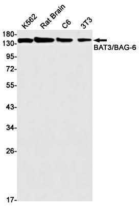 Western blot detection of BAT3/BAG-6 in K562,Rat Brain,C6,3T3 cell lysates using BAT3/BAG-6 Rabbit mAb(1:1000 diluted).Predicted band size:119kDa.Observed band size:150kDa.