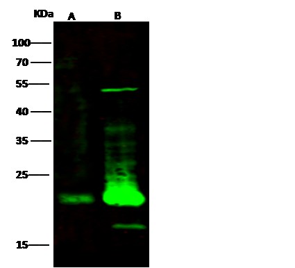 Recombinant CD3e/CD3 epsilon Monoclonal Antibody - small - 2