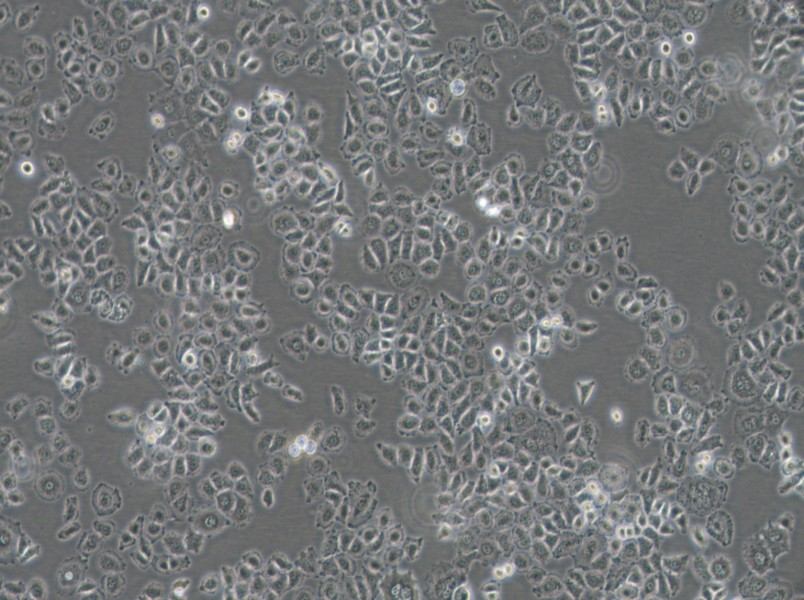 NCI-H838 Cell Complete Medium - small - 3
