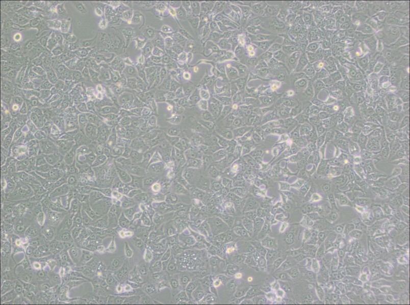 BHT101 Cell Complete MediumBHT101 Cell Complete Medium - 2