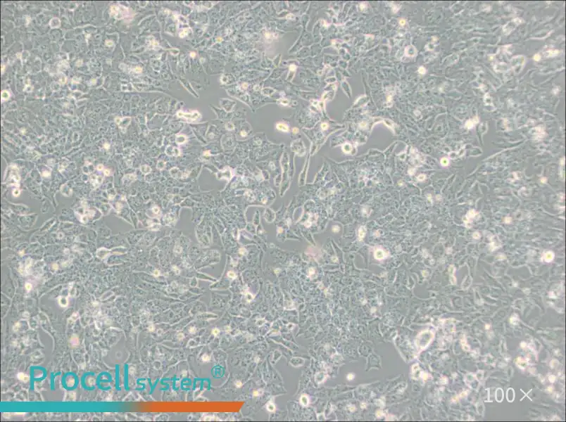 UMR-106 Cell Complete Medium - 3